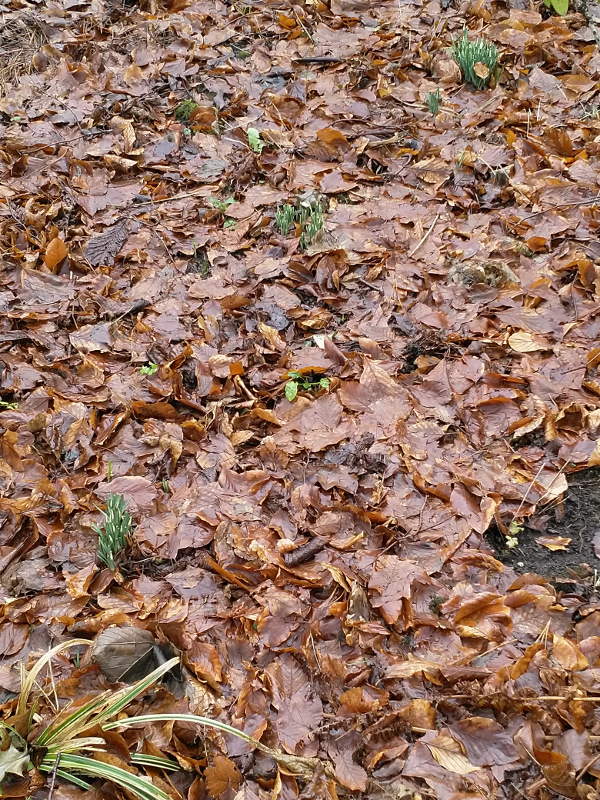 Snowdrops begin to shoot up through leaf litter. Fletcher Moss Park, Didsbury. January 2018.